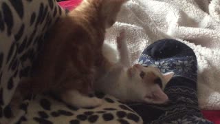 Gingernuts the little kitten playing with his sis
