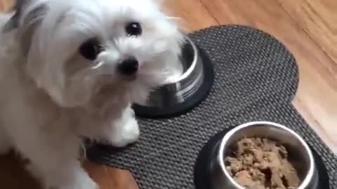 My dog "Food? Food? Food? Yay! Yay! Yay! ... Thank you!"