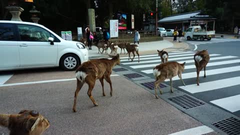 Bowing deer in Nara