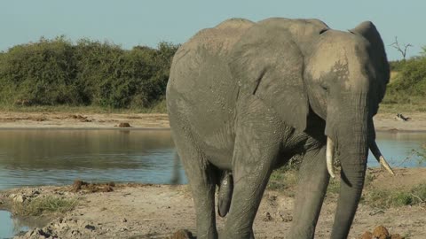 Elephant Throwing Dirt