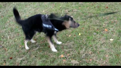 Dog wallowing in the Dirt