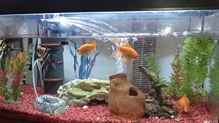 Golden fish and angel fish