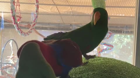 Eclectus Parrot can only look on while his girl flirts with a conure