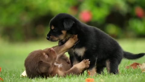 Cute Puppies