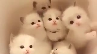 Group Of Small Cute Kittens