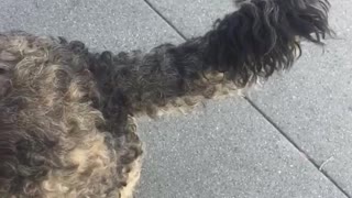 Black dog staring at cat laying down through tiny hole in fence