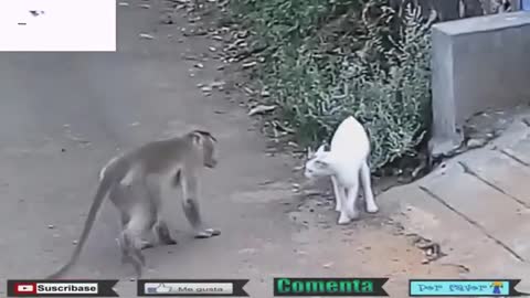 **Monkey vs Cats - Can you BELIEVE it!? Chek this out!***