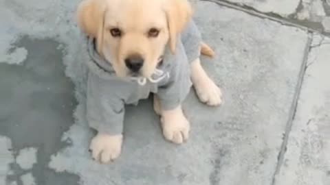 Cute Dog. Labrador.
