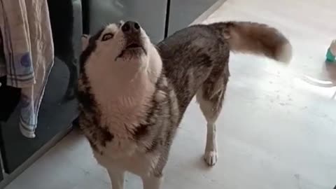 Fight with Husky. How can you fight with Husky