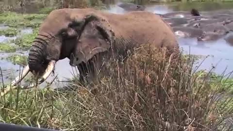 Elephant vs Hippo