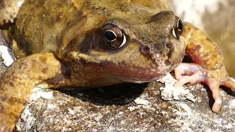 Frog Amphibian Animal Forest Nature Macro Exotic Amazing New HD 2021