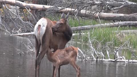 Mama Elk and baby in Sprague Lake