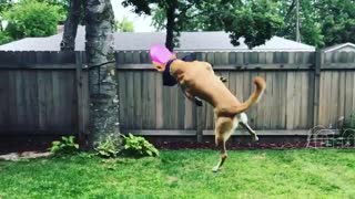 Collab copyright protection - brown dog blue bandana faceplant