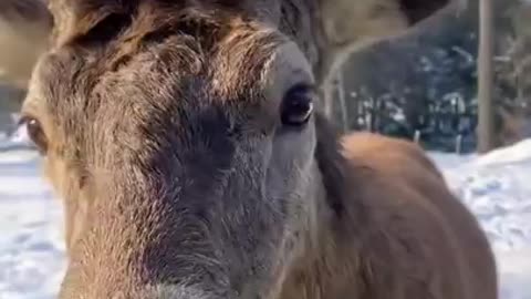 See how the deer is eating carrots 💗🌈