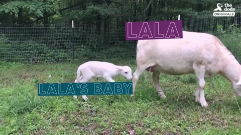Rescued Sheep and Her Lamb Get a Baby Shower | The Dodo Party Animals