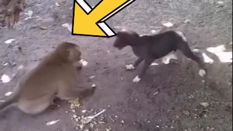Monkey vs dog Fighting skills