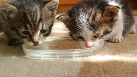 Pair of tiny kittens drink water for first time