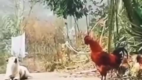 Ridiculous Rooster & Crowing Canine