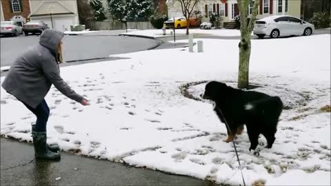 Hilarious dog fails 2021 !! Try not to laugh !!