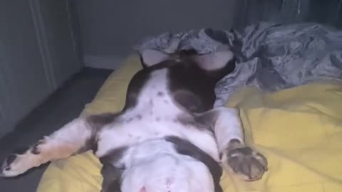 English Bulldog Frank the tank flat out