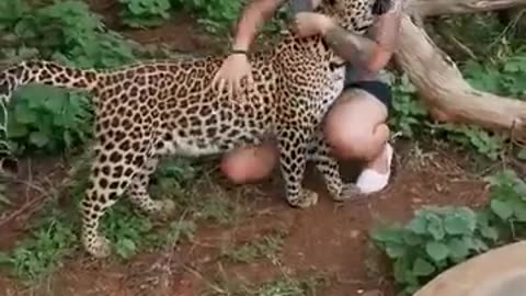 Leopard cuddles and kisses