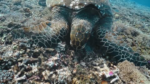 Oceanic Nomads: The Fascinating Lives of Sea Turtles