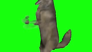 Dancing Wolf Meme | Green Screen