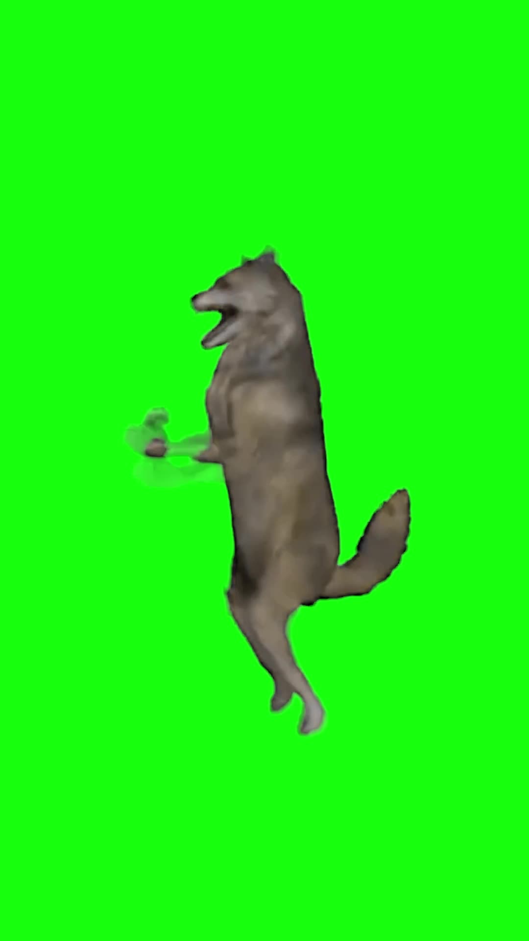 Dancing Wolf Meme | Green Screen