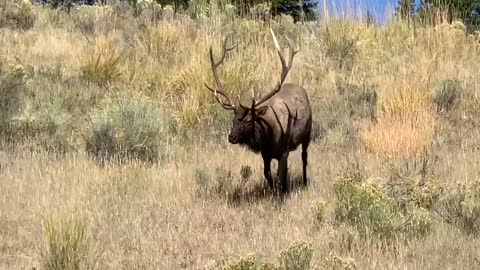 Elk Comes Down the Hill for a Visit at Mammoth Hot Springs