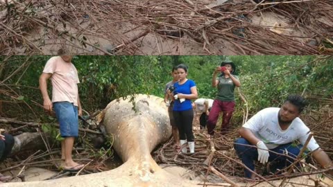 36-Foot Humpback Whale Found Dead in Amazon Rainforest, Baffling Experts