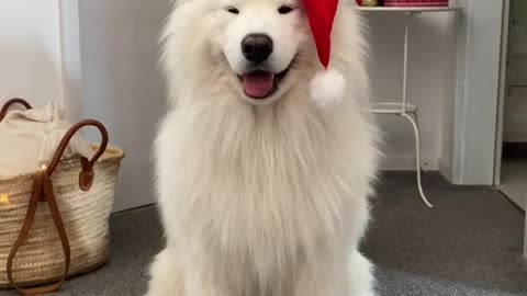 THE CUTE DOG IS WAVING HIS EARS WEARING A CHRISTMAS HAT