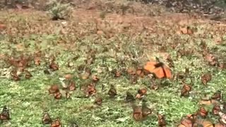 The most beautiful scene of a group of butterflies in the garden