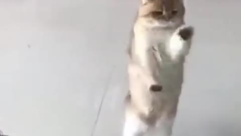 Funny cat Dance on music