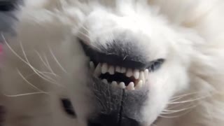 White dog smiles at owner with head turned upside down