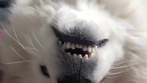 White dog smiles at owner with head turned upside down