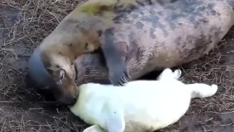 Aww This mamma fur seal trying to calm her excited pup for bed.