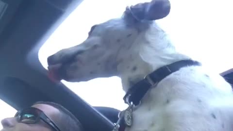 White dog sticking head out window from car