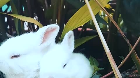 cute rabbit 🐇 Rabbit baby funny moment