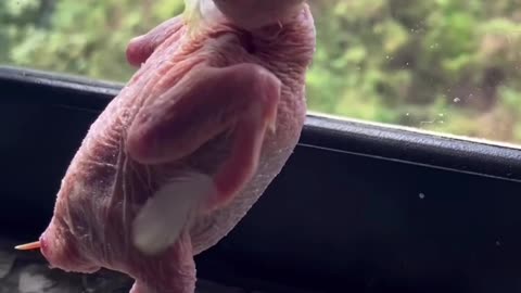 Look at this beautiful baby parrot having so much fun! 🦜