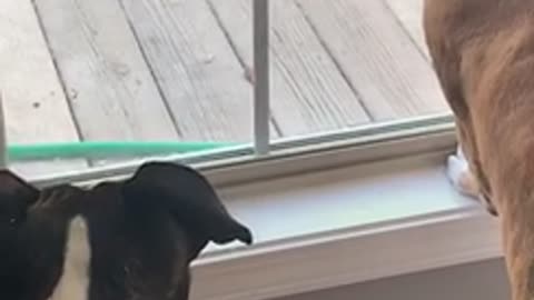 Boxers stand off with a squirrel
