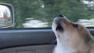 Disapproving Corgi Voices Opinion on Car Rides