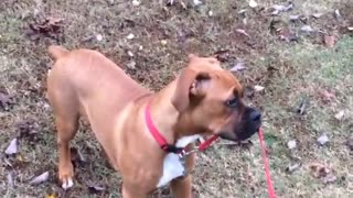 Puppy Decides To Walk Himself