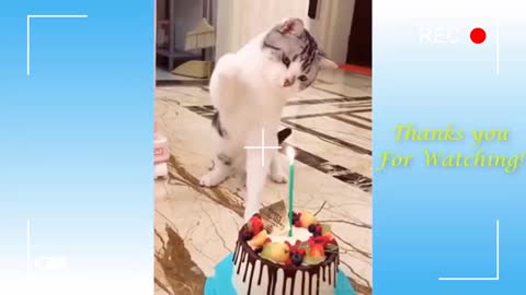 Compilation of cute pets and funny and entertaining animals
