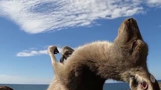 kanguro enjoying the sun in australia
