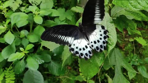 Black and White butterfly - Slow motion