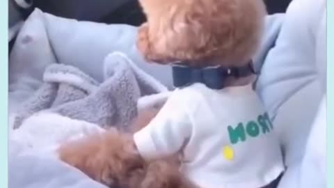 cute puppy with phone ring