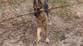 German shepherd large stick break