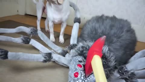 Dogs vs Giant Spider Prank_ Funny Dogs Maymo, Penny, & Potpie