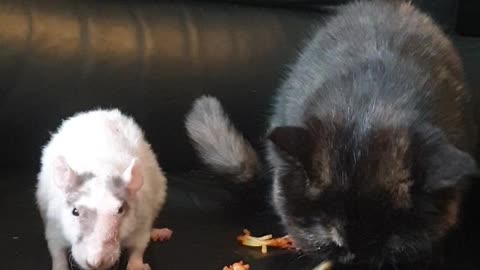 Cat and Rat Share Their Favorite Food