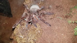 Handling a Goliath Bird Eater Tarantula